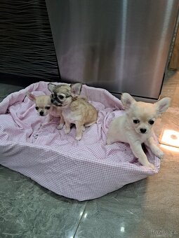 Čivava Mini Fenečky - 7