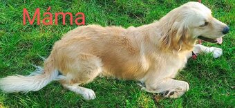 Zlatý retrívr / retriever - 7