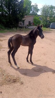 Pony ,WPBR, hříbě - 7
