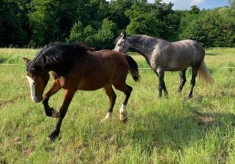 Welsh part bred roček - 7
