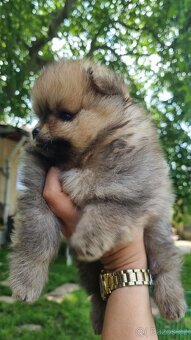 Německý špic trpasličí/Pomeranian 3 kluci - 7