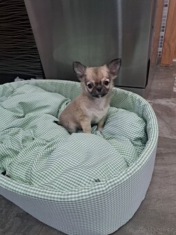 Čivava Mini pejsci - 7