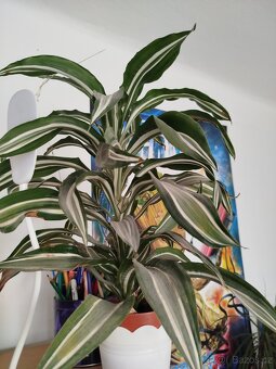 Pokojové rostliny - 7