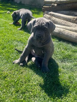 Cane Corso s PP - 7
