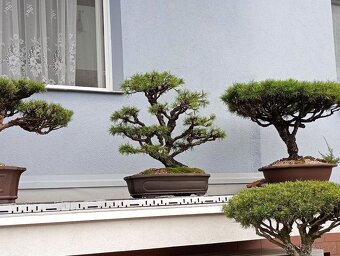 Borovice lesní (Pinus sylvestris) bonsai - 7