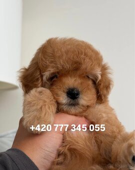 Štěňátko chlapeček Maltipoo - 7