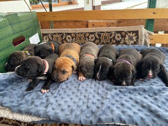 Americký stafordsirsky terier, Stafford, amstaf - 7