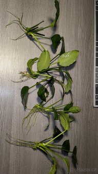 Prostřih akvarijních rostlin - 7