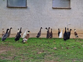 Indický běžec - 7