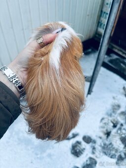 Prodám morčata 2 samci - 7