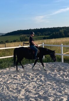 Spolehlivá klisna New Forest pony - 7