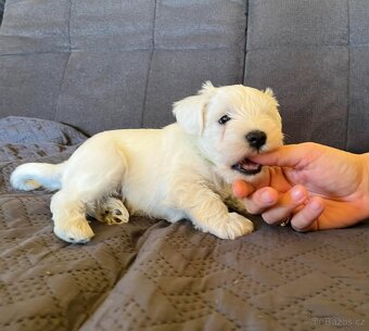 Knírač malý bílý s PP - 7