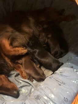 Jezevčík dlouhosrstý - 7