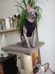 Kanadský sphynx - 7