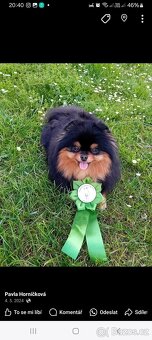 Pomeranian s PP stenata - 7