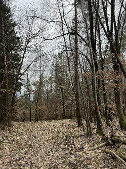 Prodám lesní pozemek v k.ú. Luka - 7