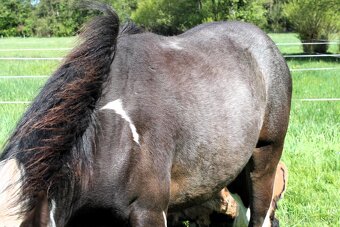 DOUBLE Homozygot Paint Horse APH - 7