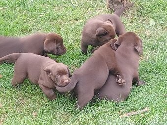 Štěňátko labradorského retrievera - 7