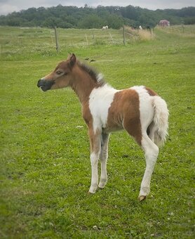 Letošní TOP hřebeček minihorse - MIEL Y - 7