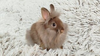 Zakrslý králíček, králík - (lvíček) - NATANIEL - 7