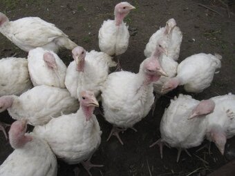 Housata,káčata,mulardi a jiné - 7