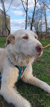 Krásná fenka k adopci - 7