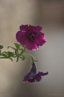 Vivitar Series 1 70-210 mm f/3,5 (Nikon F) - 7