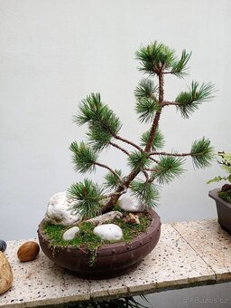 Borovice Osinatá (Pinus aristata) bonsai - 7