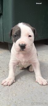 Americký stafordšírský Teriér, Staford, Amstaff, AST - 7