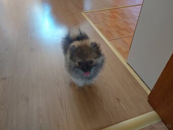 Špic, nemecký špic , Pomeranian - 7