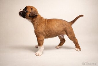 Nemecký boxer - predaj šteniatok - 7
