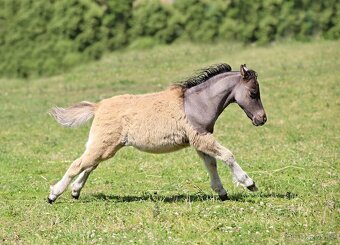 Letošní hřebeček minihorse - MOCCACCINO - 7
