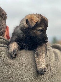 Německý ovčák - štěňátka s PP - 7