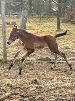 Kobylka Quarter Horse (AQH, QH) - 7