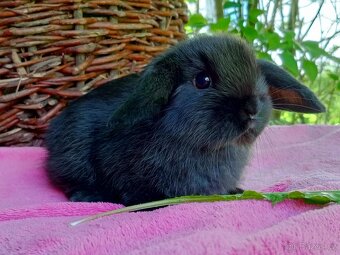 Kouzelná Miminka -Anglický Zakrslý Beránek MiniLop - 7
