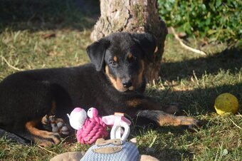 Štěňátko Beauceron s PP - 7