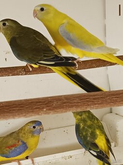 Neoféma tyrkysová - 7