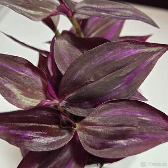 Tradescantia Zebrina tmavá - 7