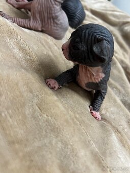 Kanadský sphynx - 7