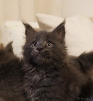 Mainská mývalí, koťata - 7