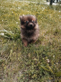 Pomeranian bez pp - 7