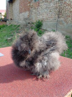 Kohout hedvábnička USA frizzle silk - 7
