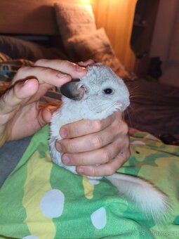 Činčila-Rezervace do 1.11. - 7