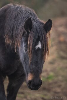 REZERVACE- Welsh Cob klisna 3 roky - 7