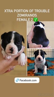 Americký stafordšírský teriér s PP fenka 2 - 7