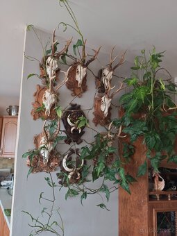 Lovecké trofeje - 7