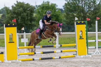 Welšký sportovní pony - 7