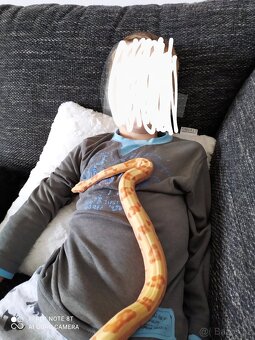 Boa constrictor- Hroznýš královský+terárium - 7