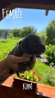 American bully xl s PP- rezervace štěňátek - 7