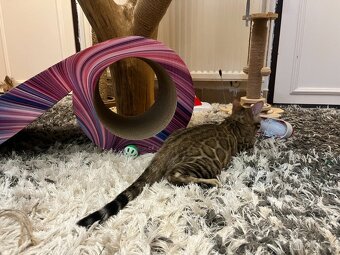 Bengálská kočka - 7